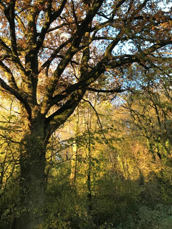 La Suite Cosy - Votre Pause Arboree La Bruyere Luaran gambar